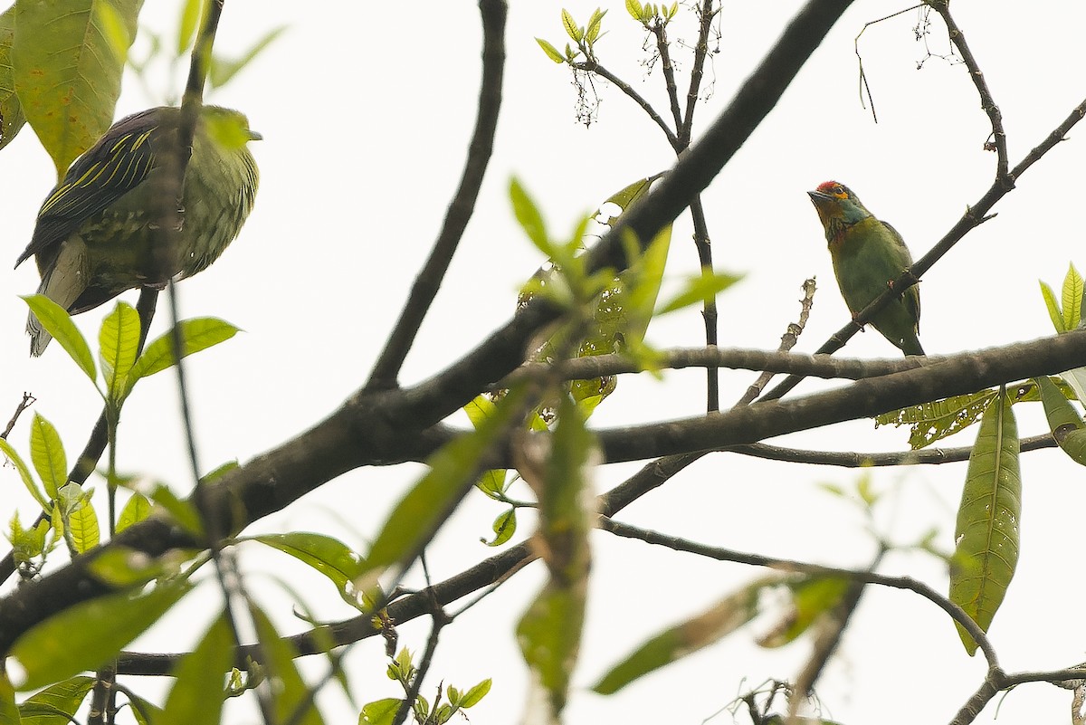 Sri Lanka Green-Pigeon - ML622551071