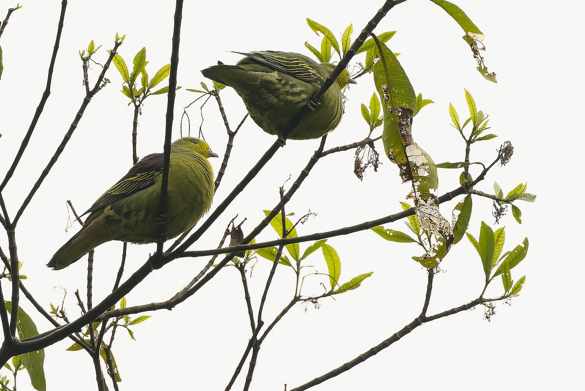 Sri Lanka Green-Pigeon - ML622551072