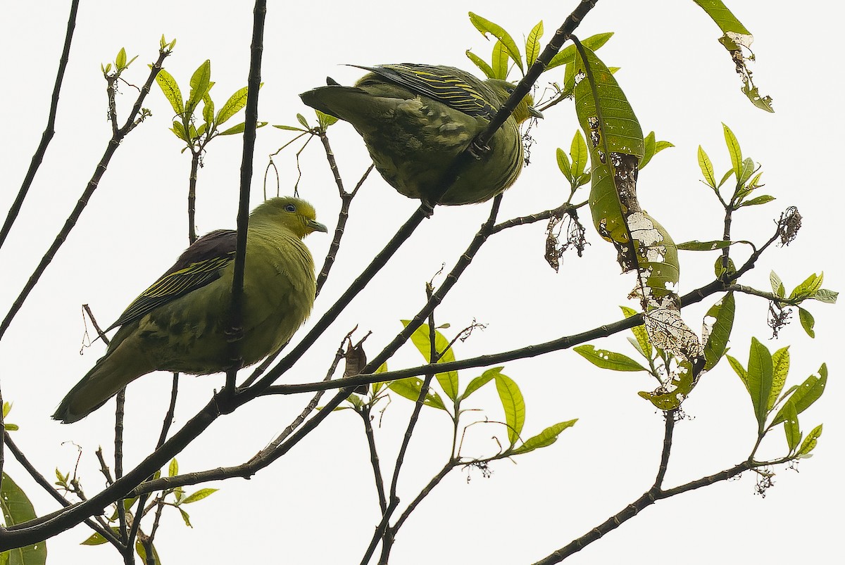 Sri Lanka Green-Pigeon - ML622551073