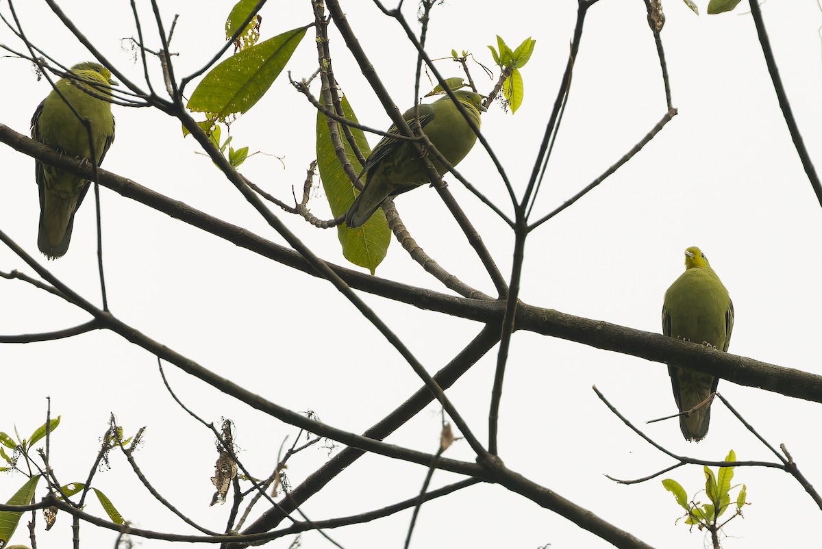 Sri Lanka Green-Pigeon - ML622551074