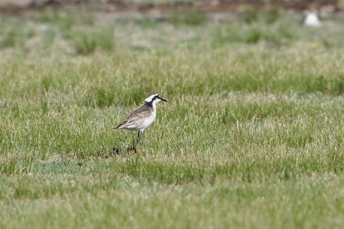 St. Helena Plover - ML622551083