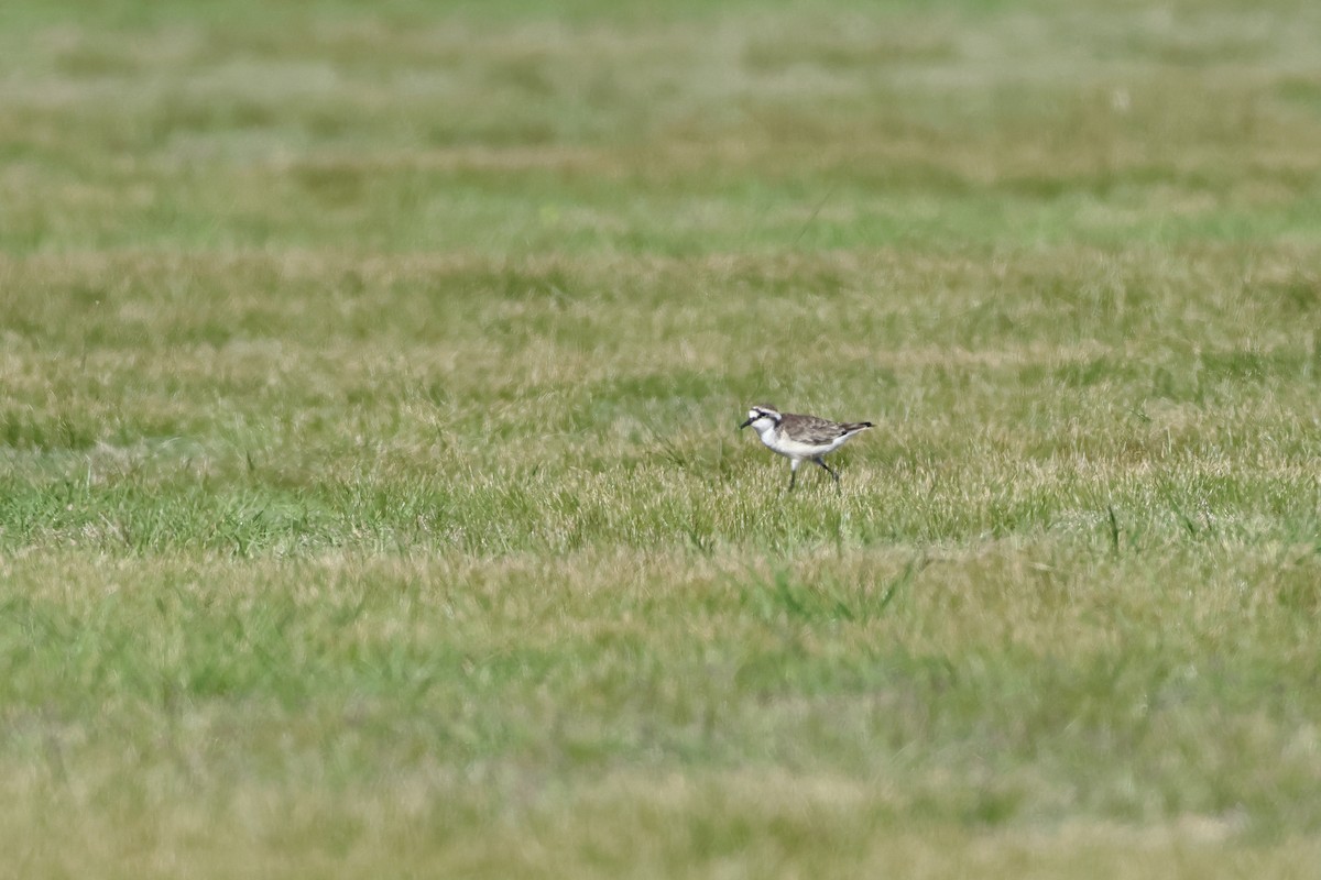 St. Helena Plover - ML622551084