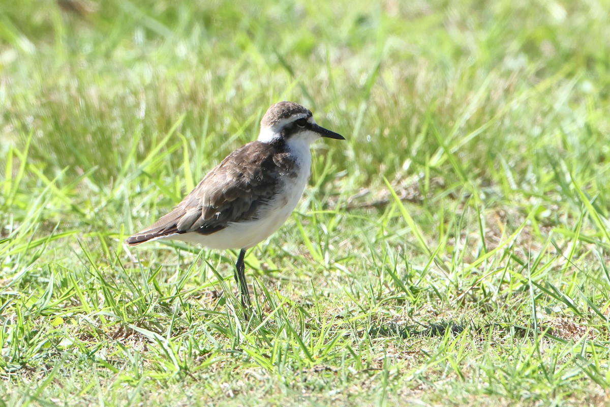 St. Helena Plover - ML622551085