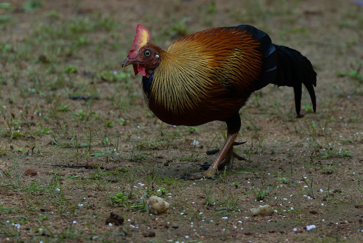 Sri Lanka Junglefowl - ML622551130