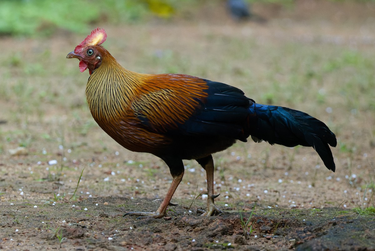 Sri Lanka Junglefowl - Joachim Bertrands | Ornis Birding Expeditions