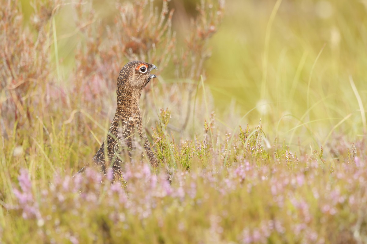 Willow Ptarmigan (Red Grouse) - ML622551153