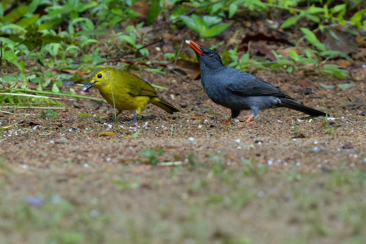 Square-tailed Bulbul (Sri Lanka) - ML622551181