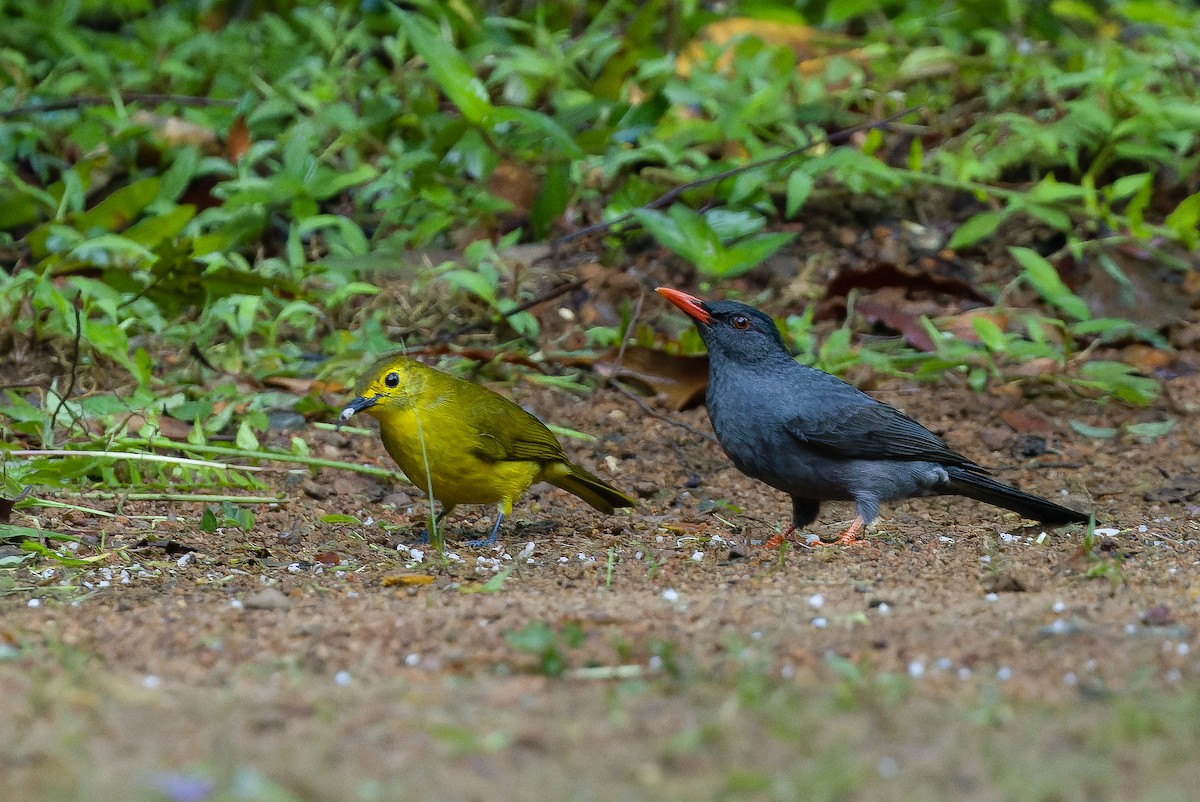 Square-tailed Bulbul (Sri Lanka) - ML622551183