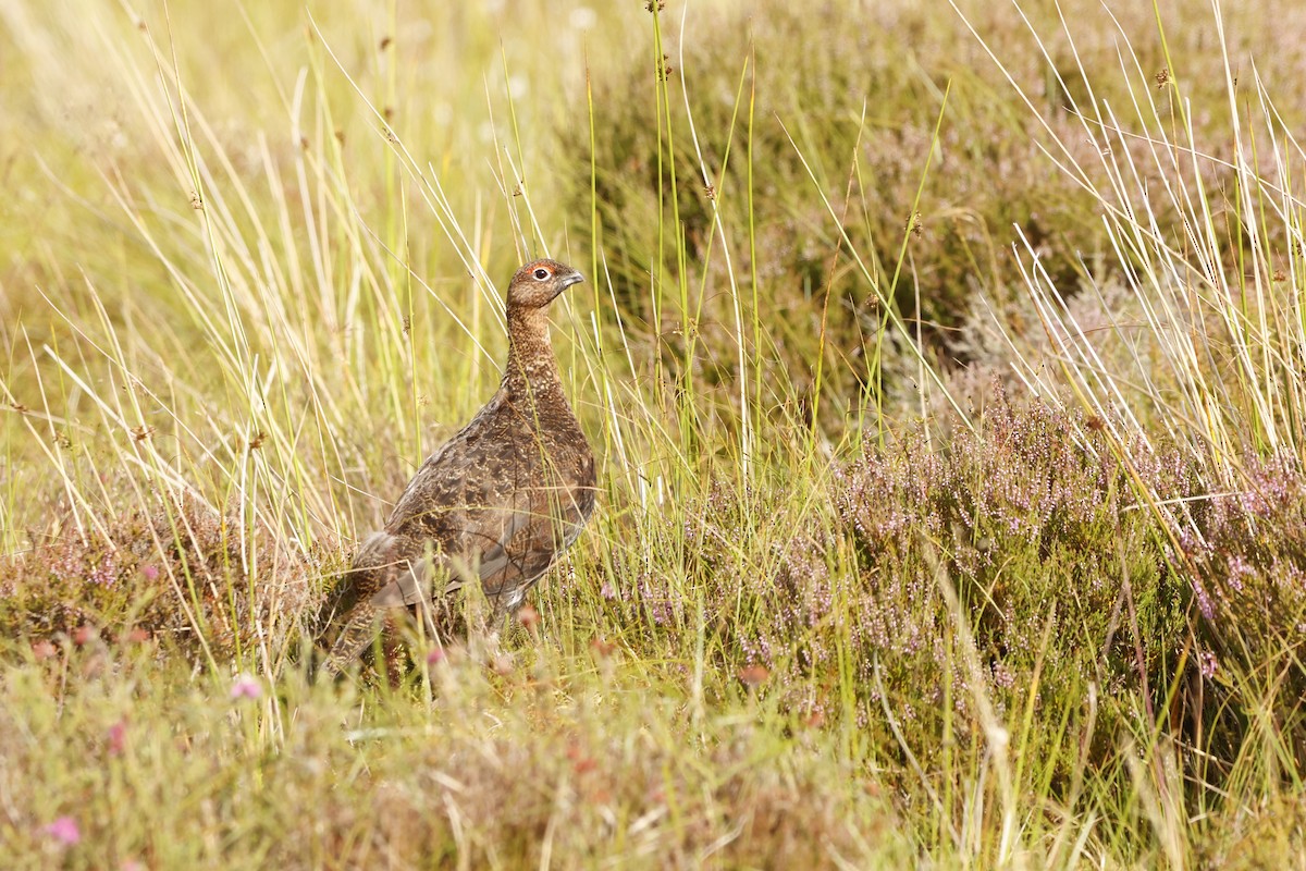 Willow Ptarmigan (Red Grouse) - ML622551275