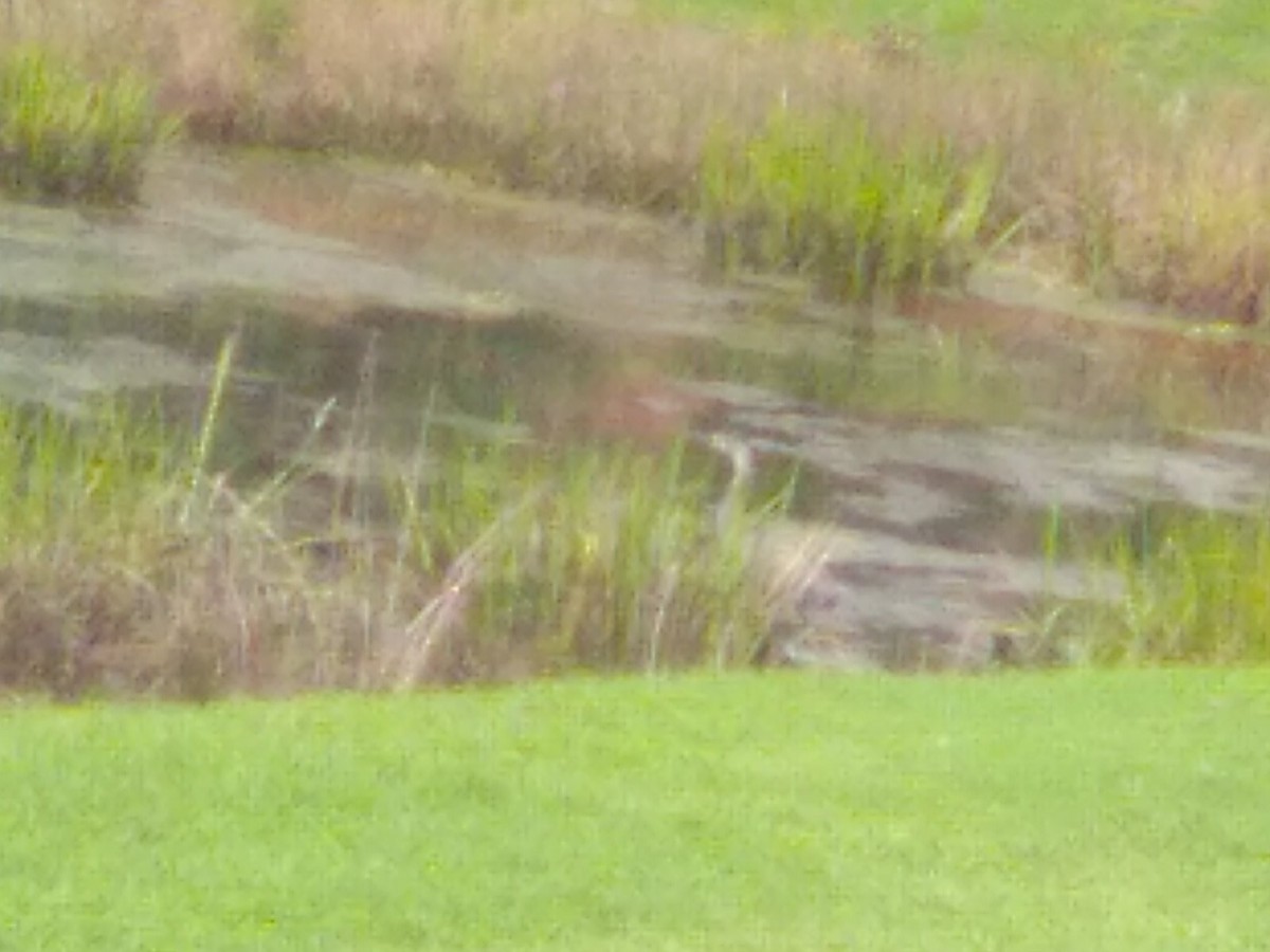 Great Blue Heron - ML622551287