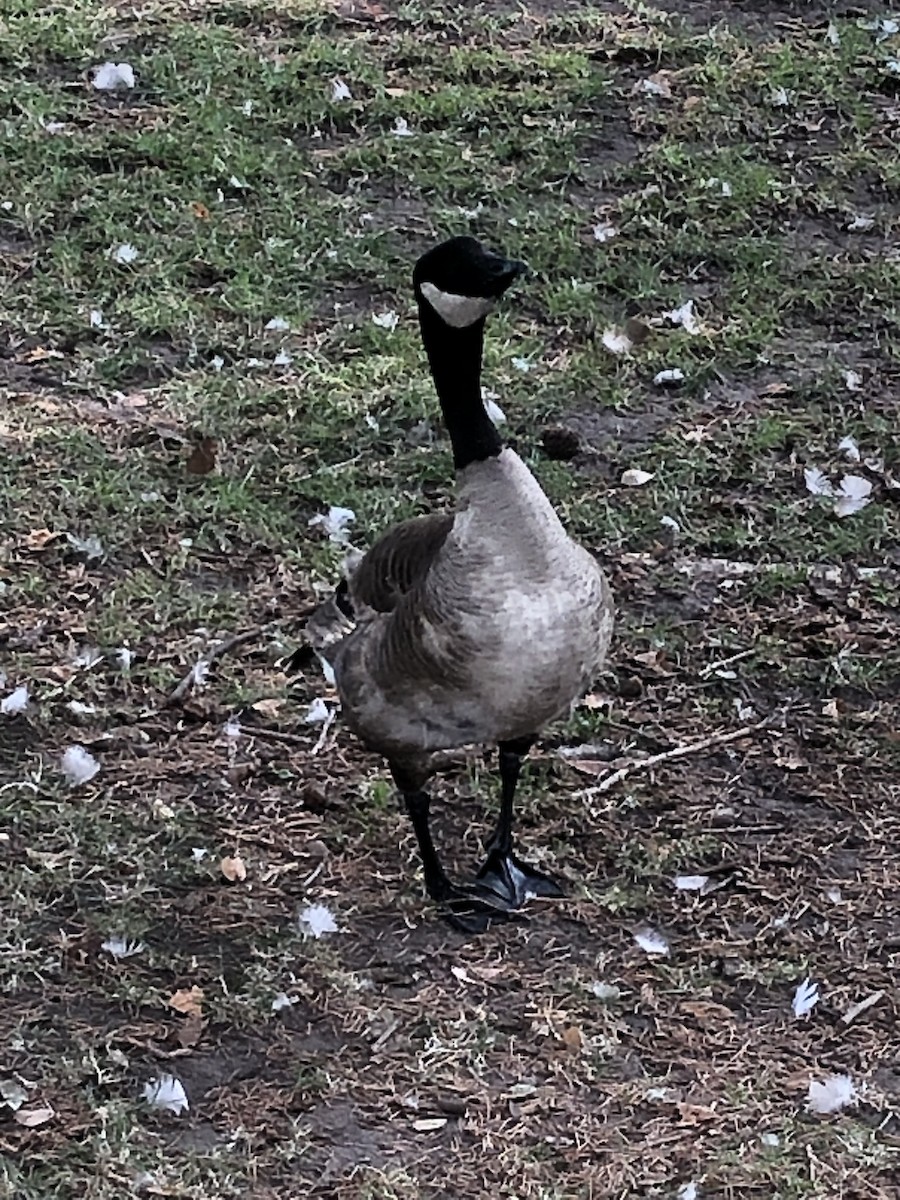 Cackling Goose - ML622551298