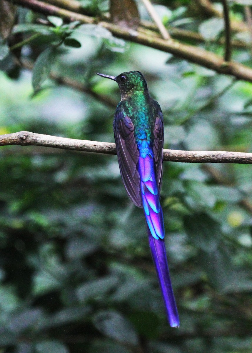 Violet-tailed Sylph - ML622551304