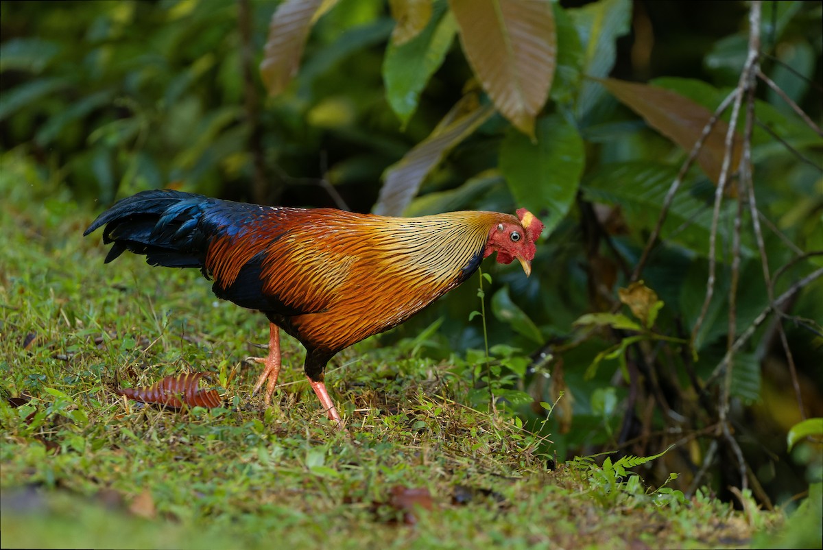 Sri Lanka Junglefowl - ML622551314