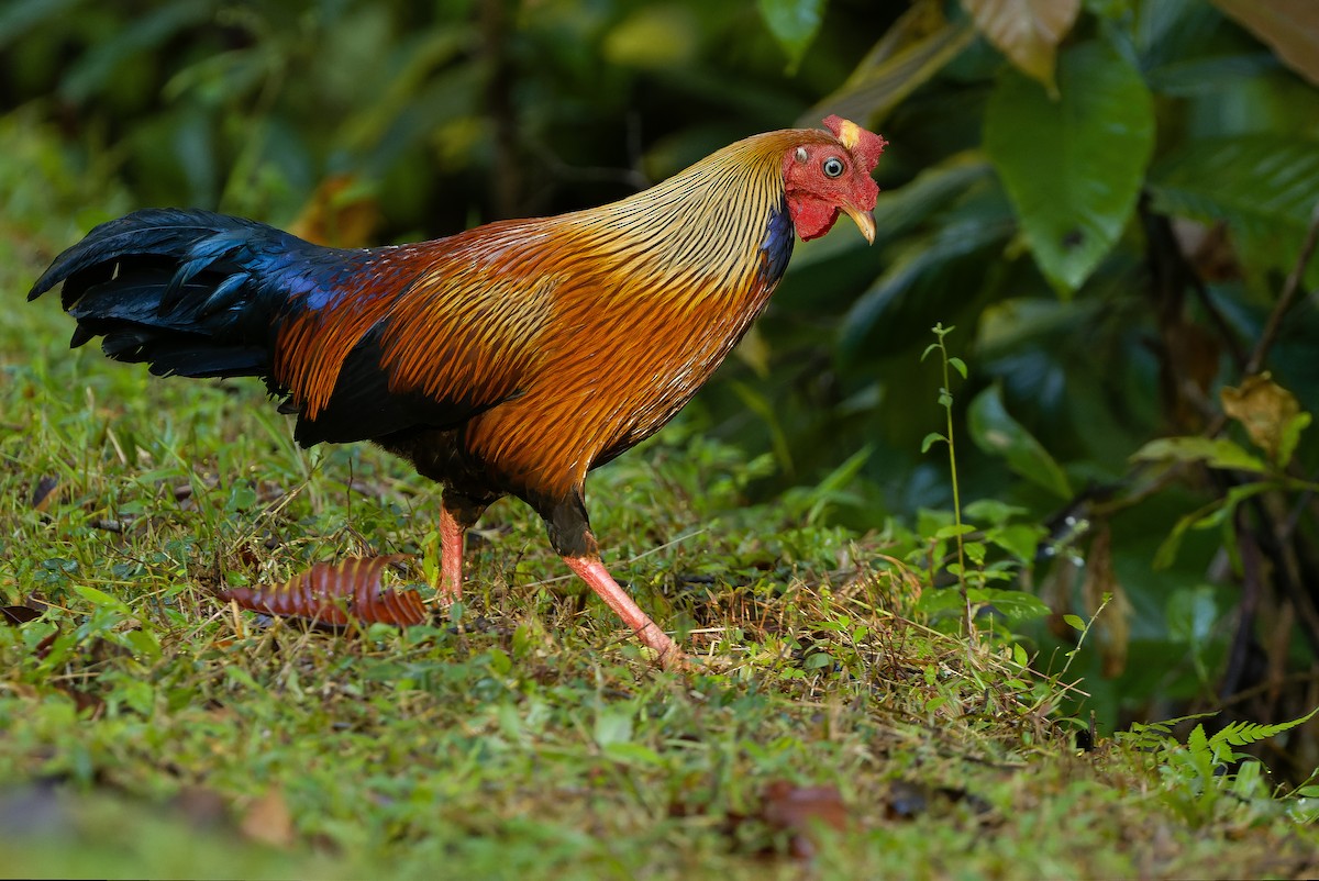 Sri Lanka Junglefowl - ML622551315