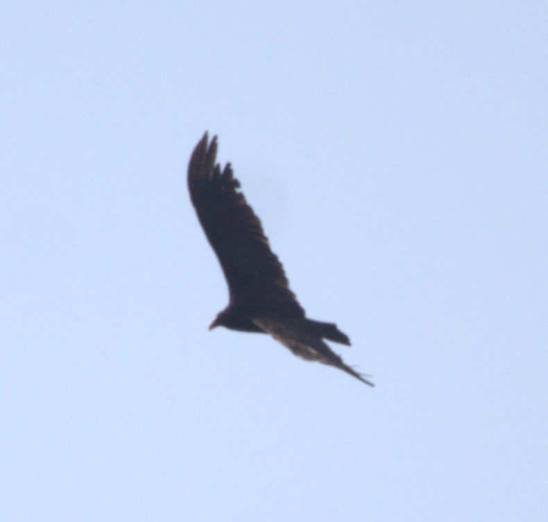 Turkey Vulture - ML622551366