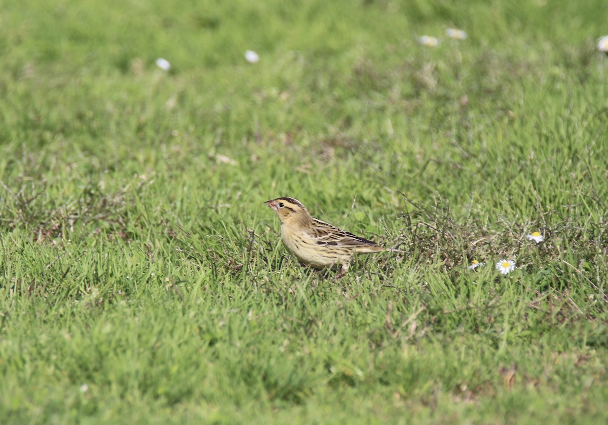 Bobolink - ML622551380