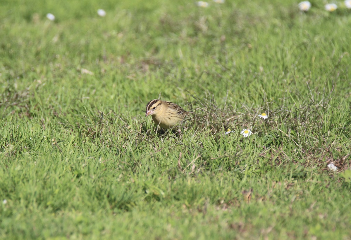 Bobolink - Jim Roberts