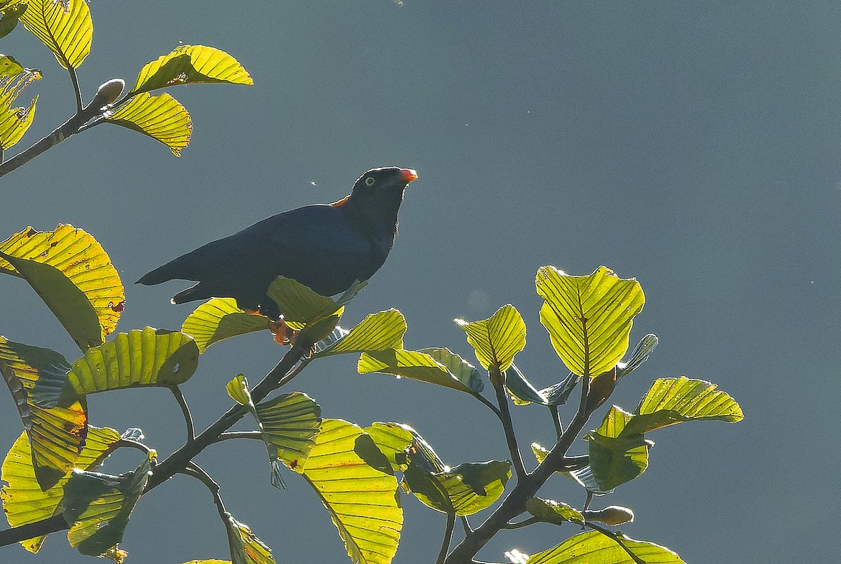 Sri Lanka Myna - ML622551387