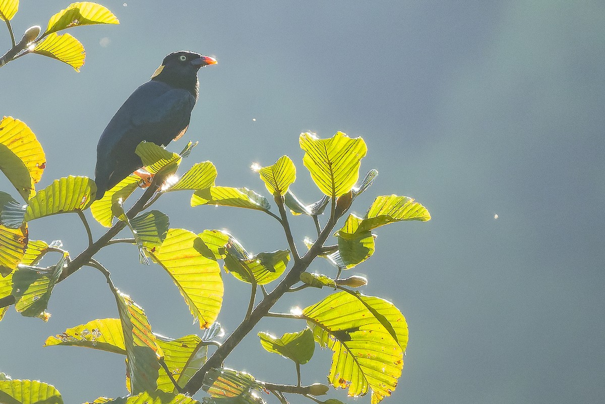 Sri Lanka Myna - ML622551388