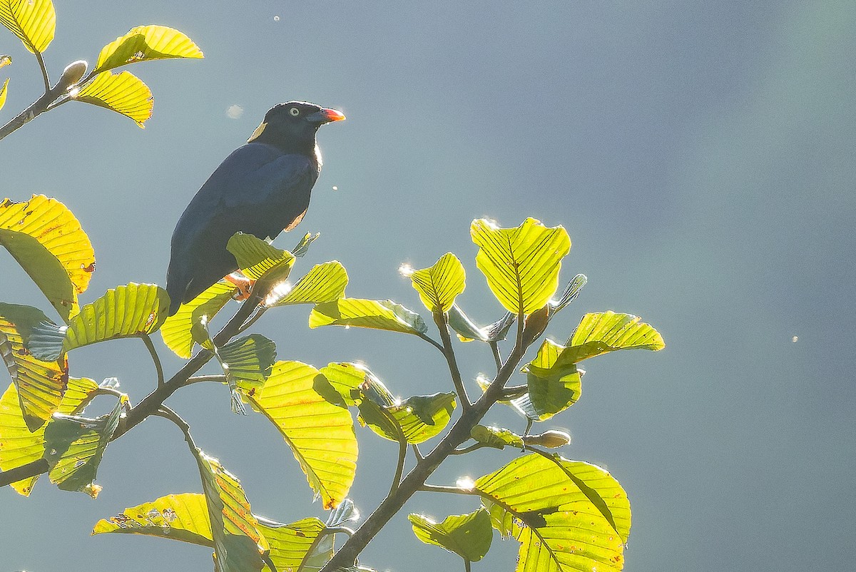 Sri Lanka Myna - ML622551390