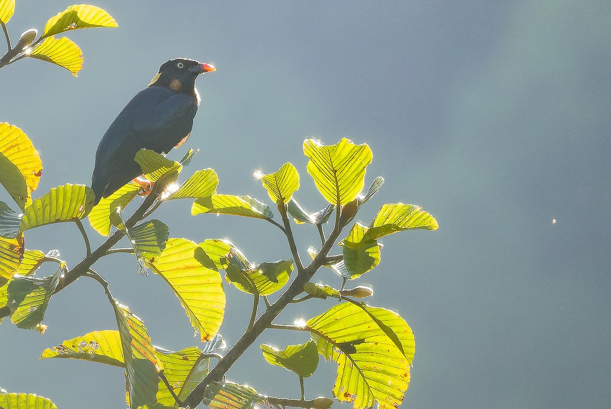 Sri Lanka Myna - ML622551393