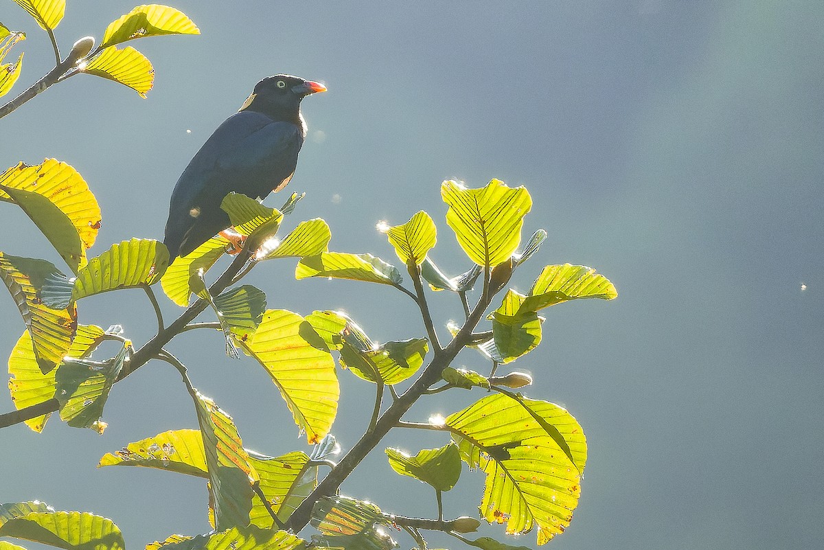 Sri Lanka Myna - ML622551394