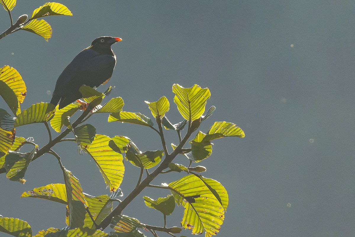 Sri Lanka Myna - ML622551395