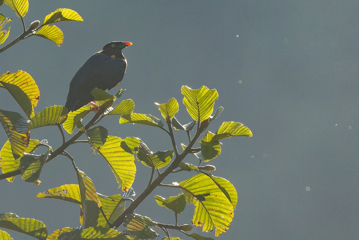 Sri Lanka Myna - ML622551397