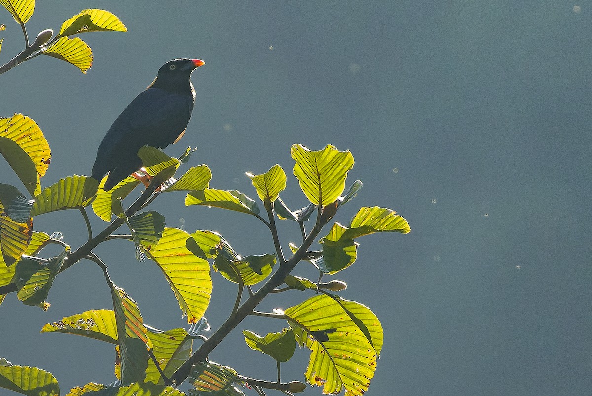 Sri Lanka Myna - ML622551398