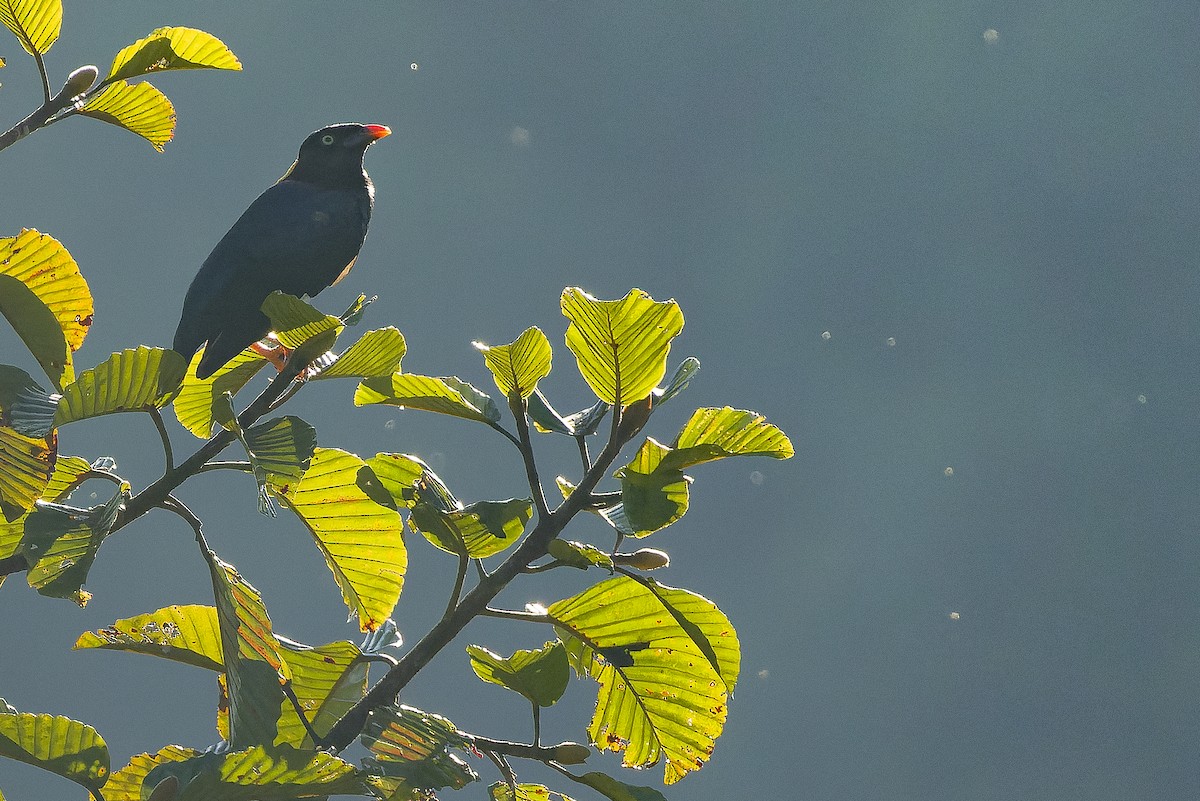 Sri Lanka Myna - ML622551399