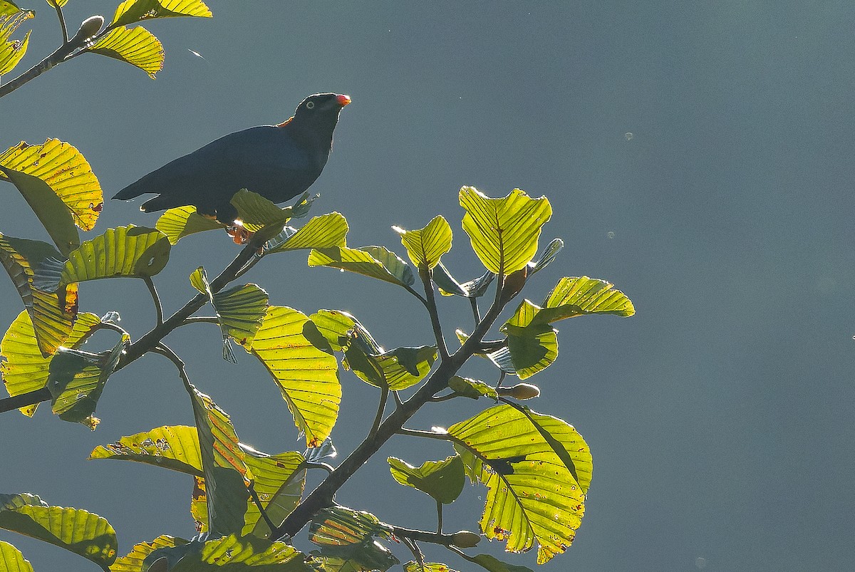 Sri Lanka Myna - ML622551401