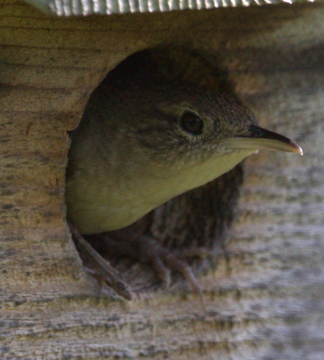 House Wren - ML622551415