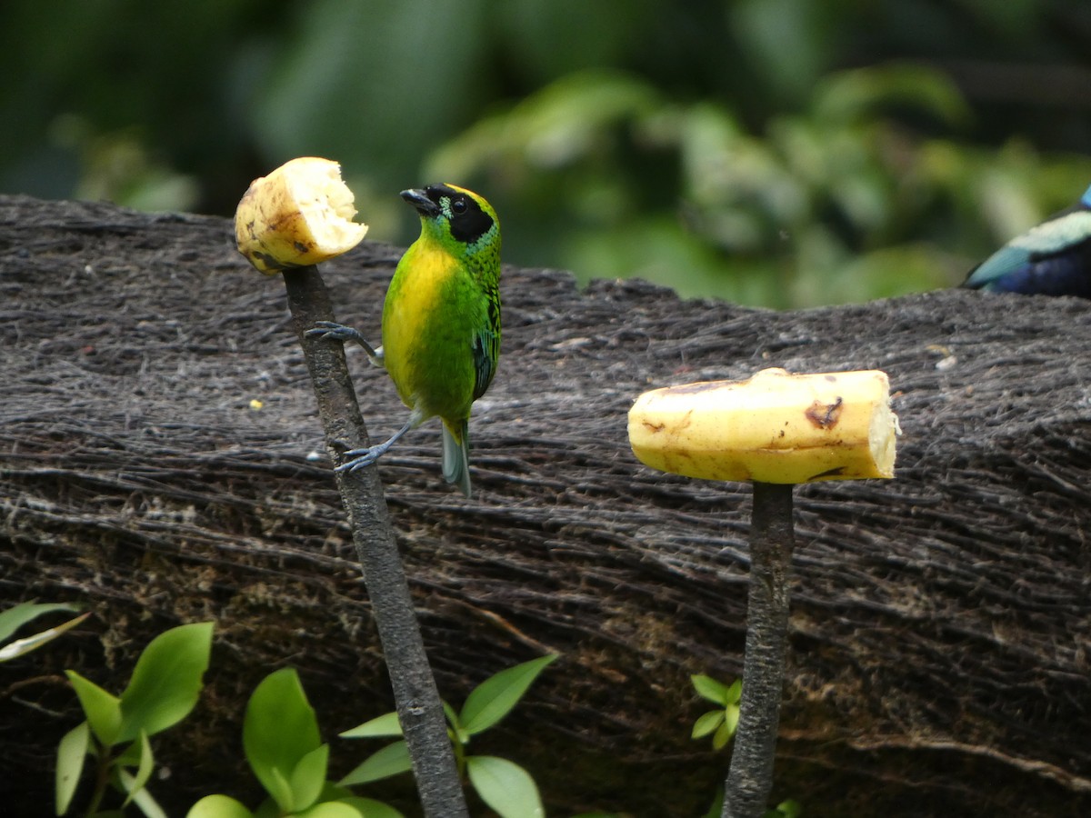 Green-and-gold Tanager - ML622551461