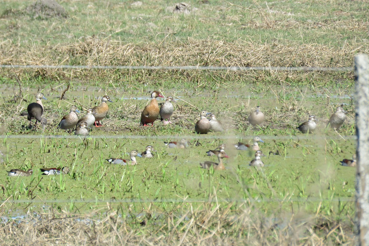 Ringed Teal - ML622551508