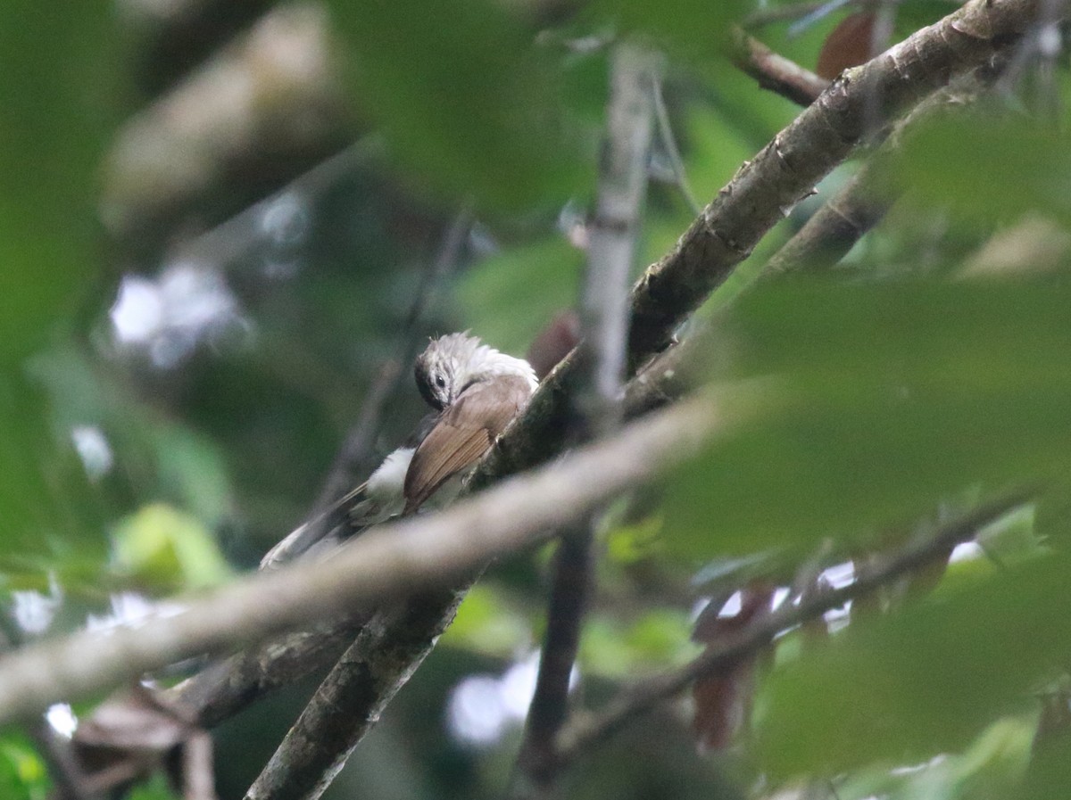 Bulbul de las Rafias - ML622551518