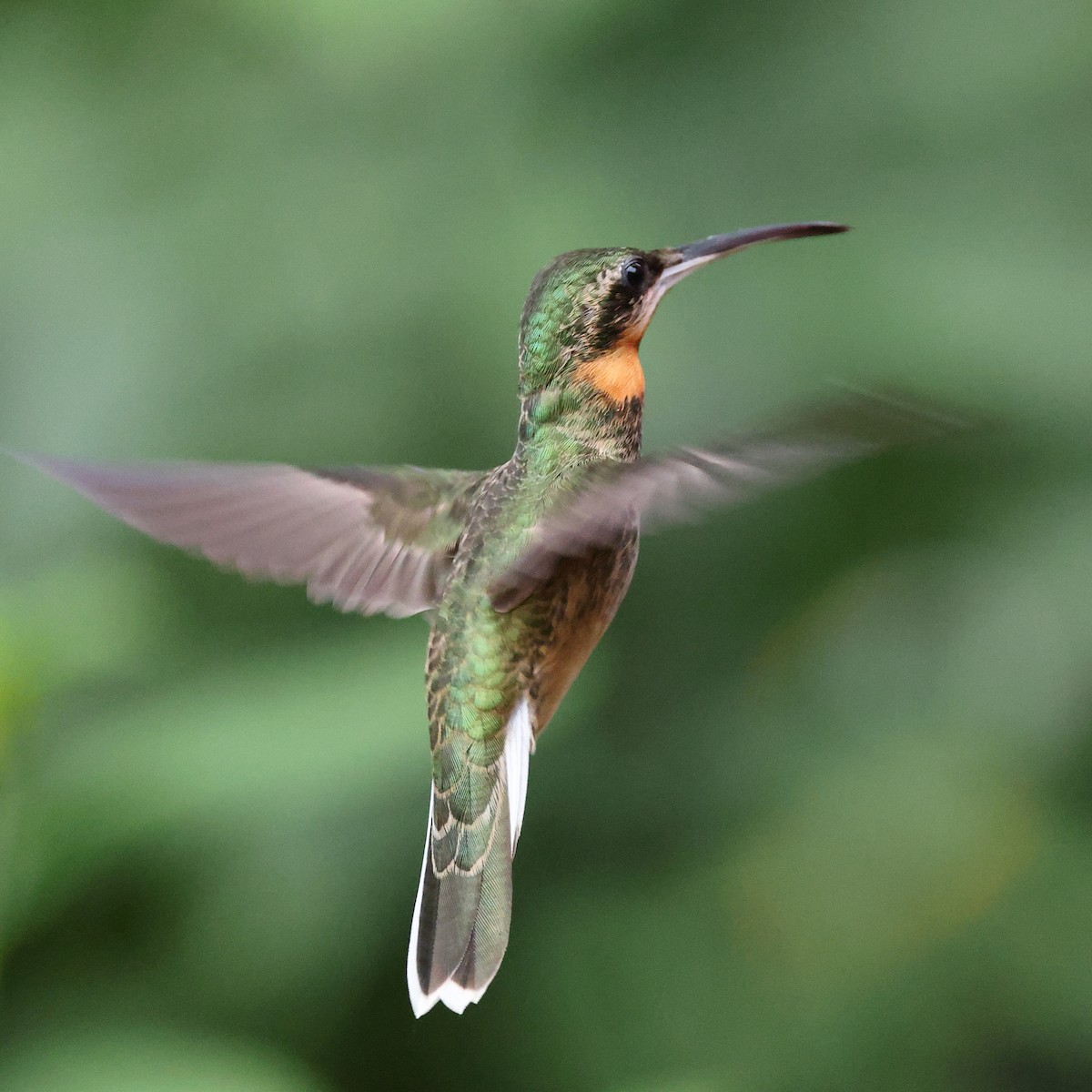 Pale-tailed Barbthroat - ML622551676