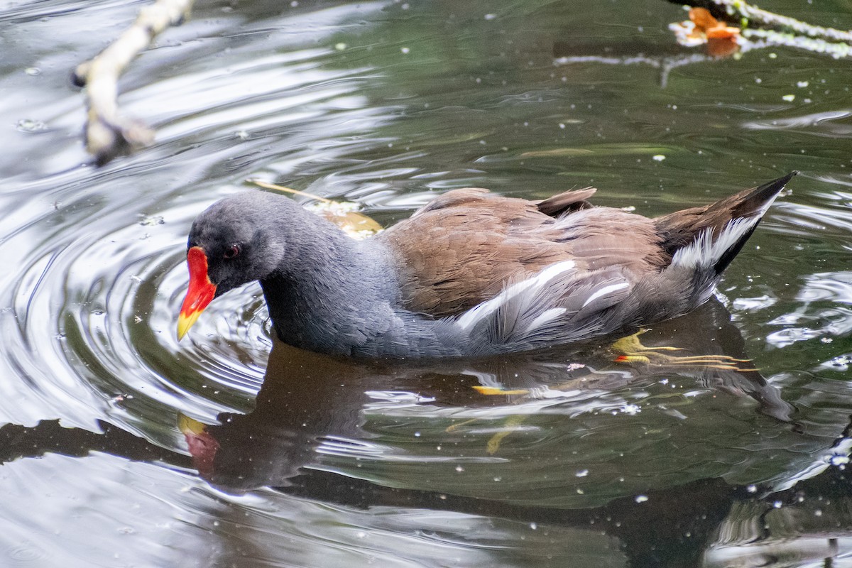 Eurasian Moorhen - ML622551707