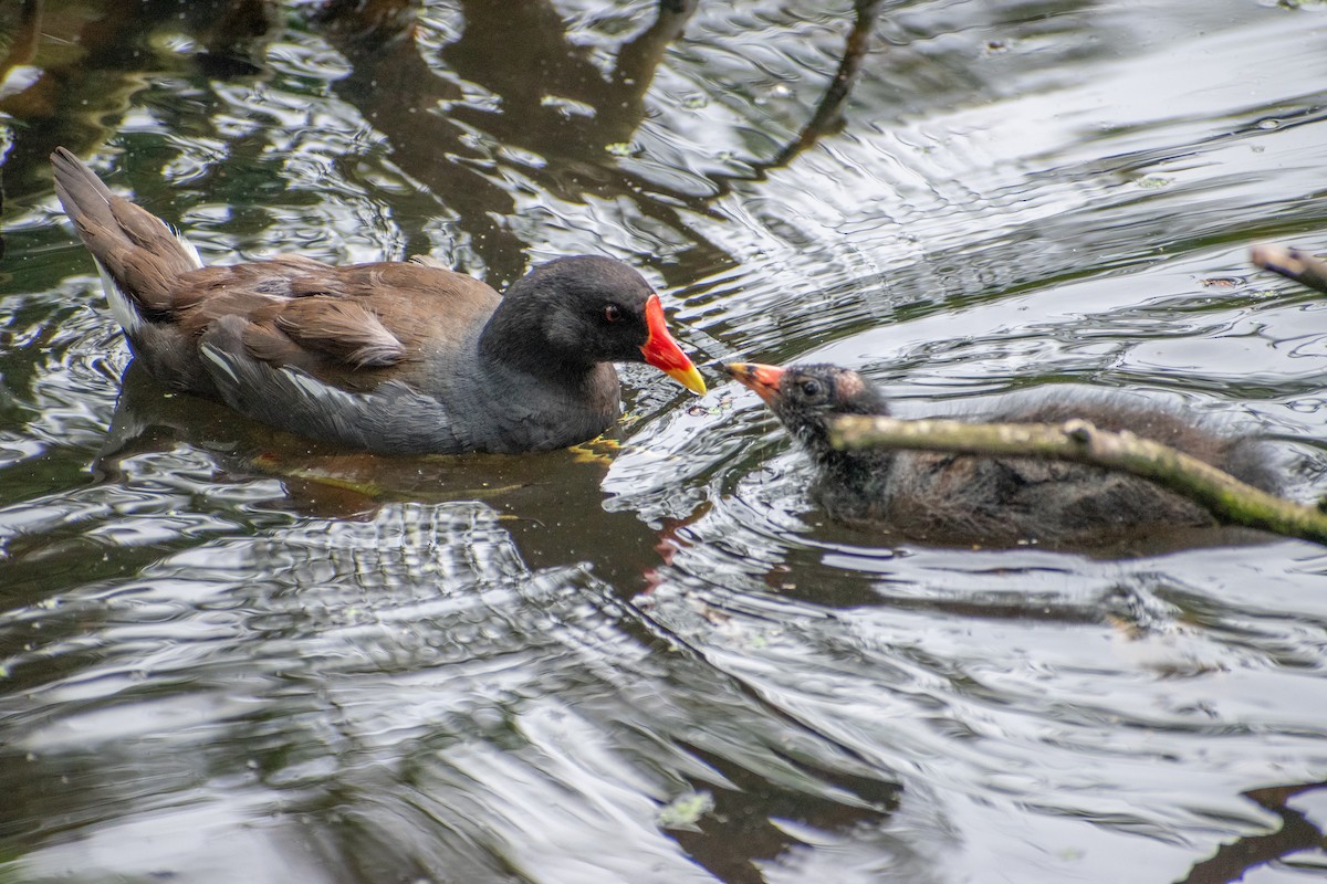 Eurasian Moorhen - ML622551715