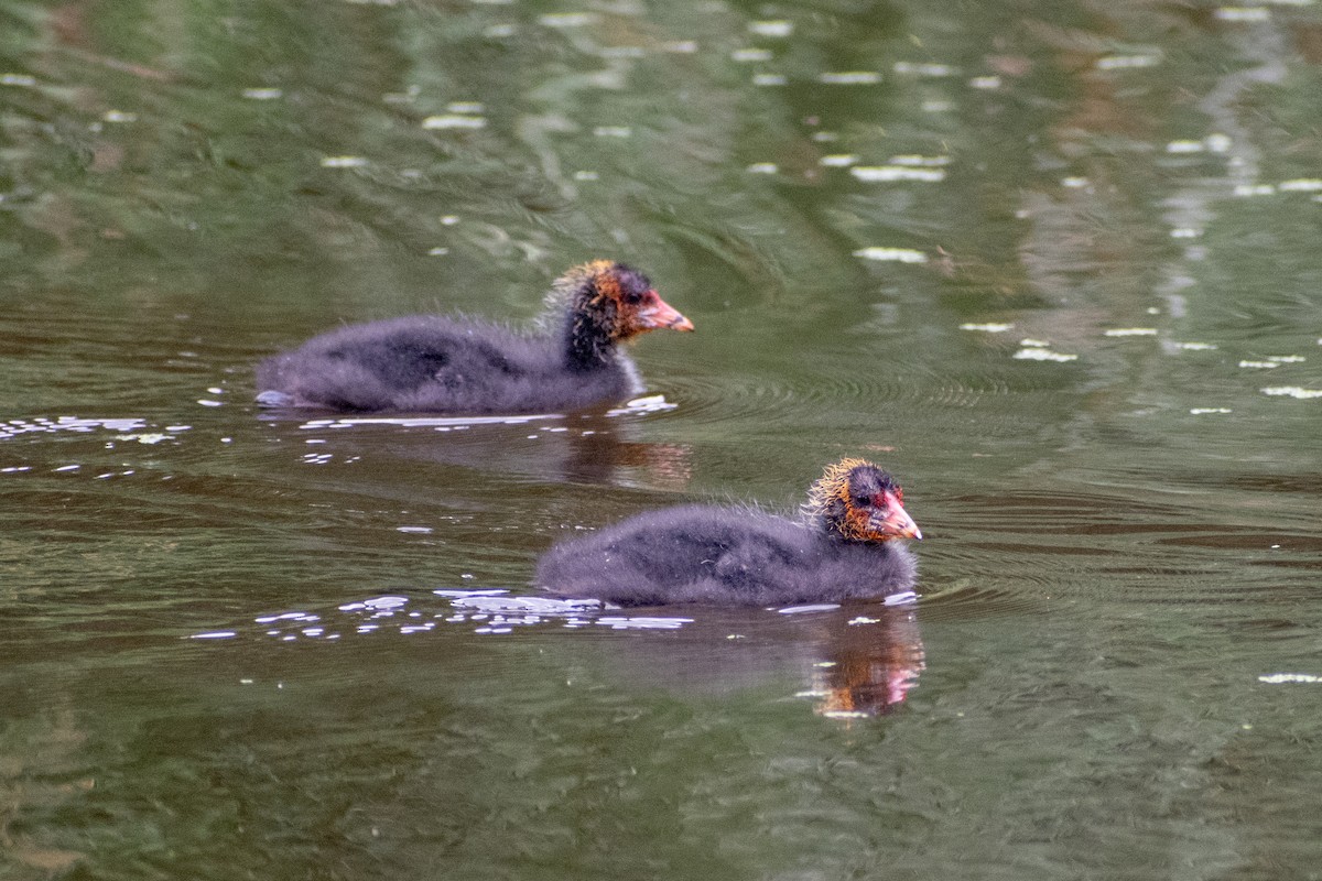 Eurasian Coot - ML622551746