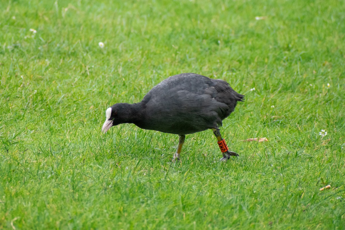 Eurasian Coot - ML622551747