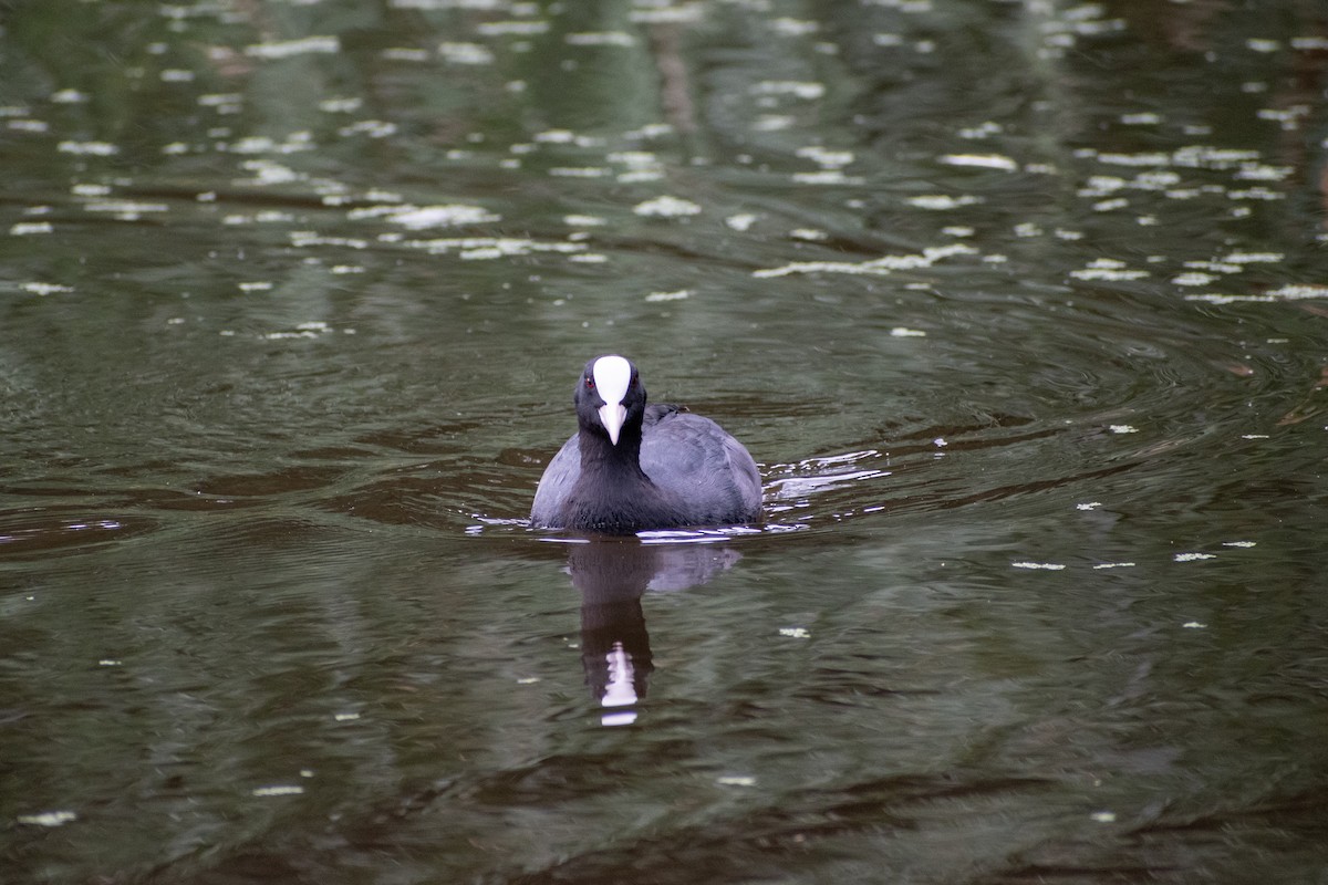 Eurasian Coot - ML622551749