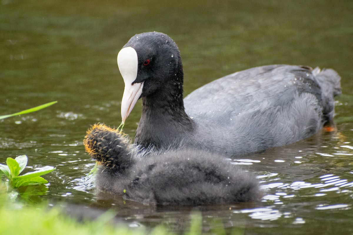 Eurasian Coot - ML622551750