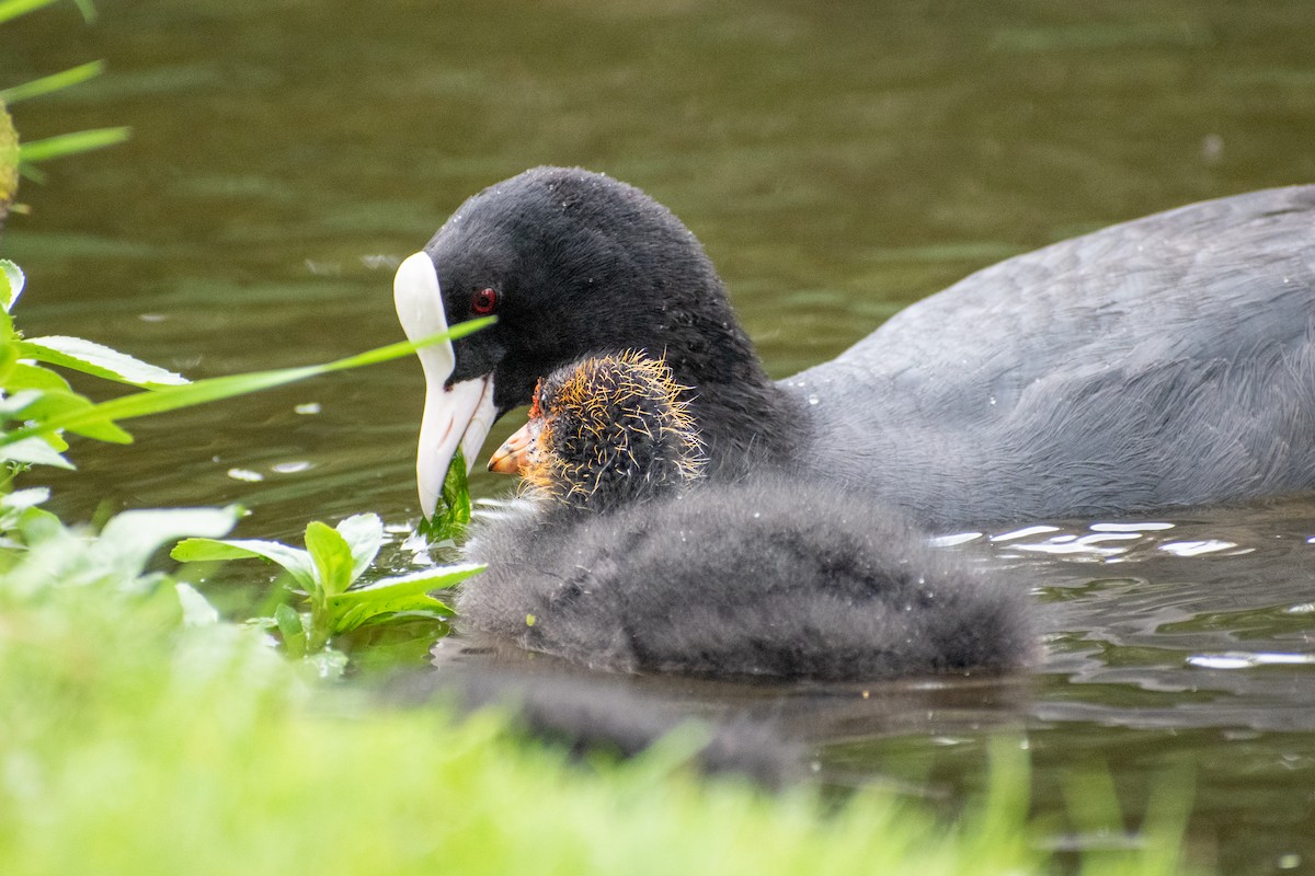 Eurasian Coot - ML622551751