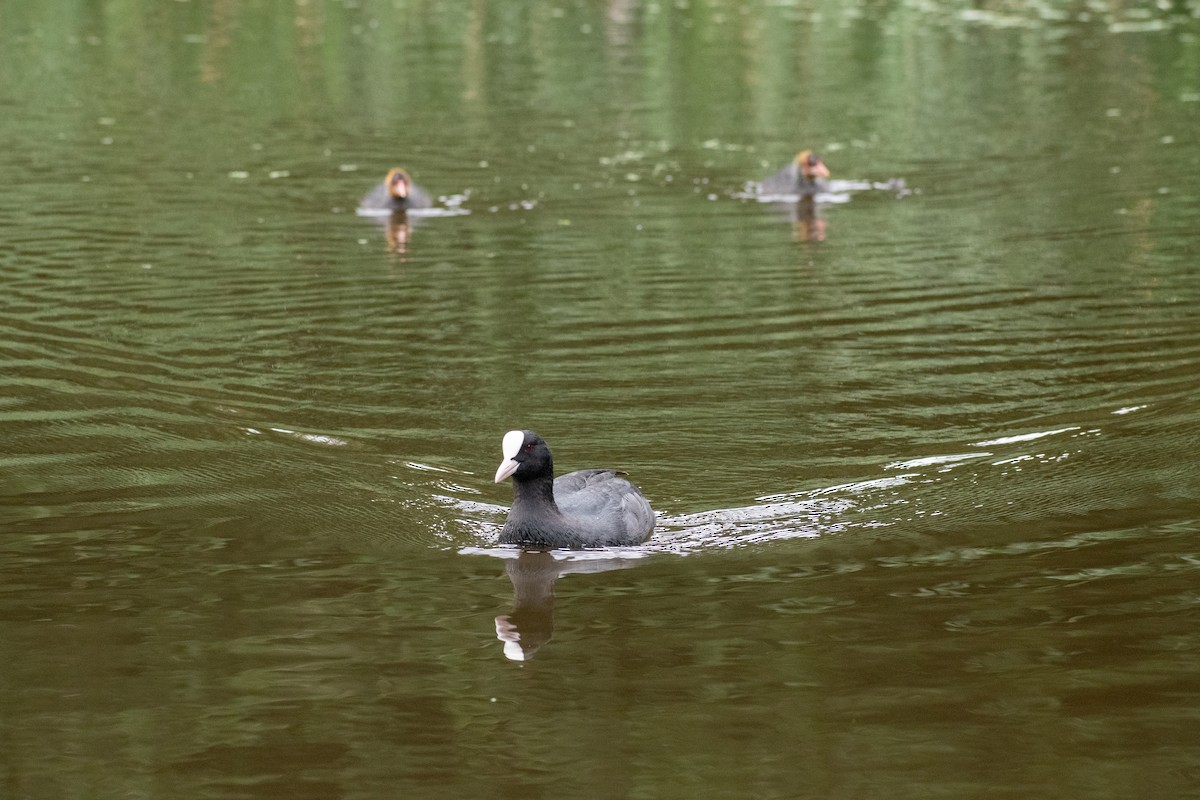 Eurasian Coot - ML622551752