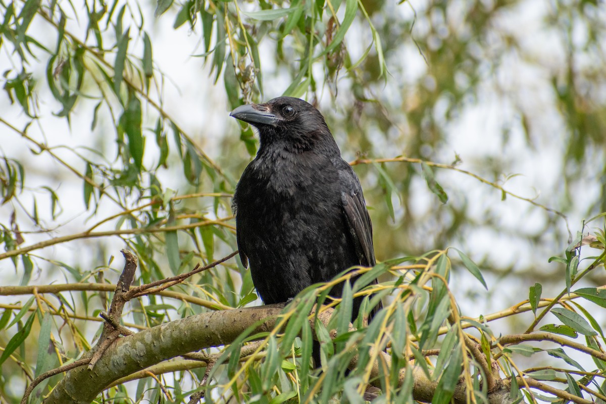 Carrion Crow - ML622551756