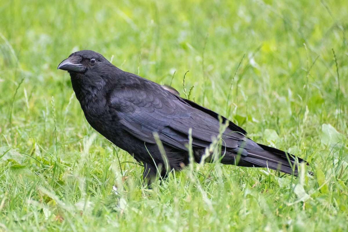 Carrion Crow - ML622551757