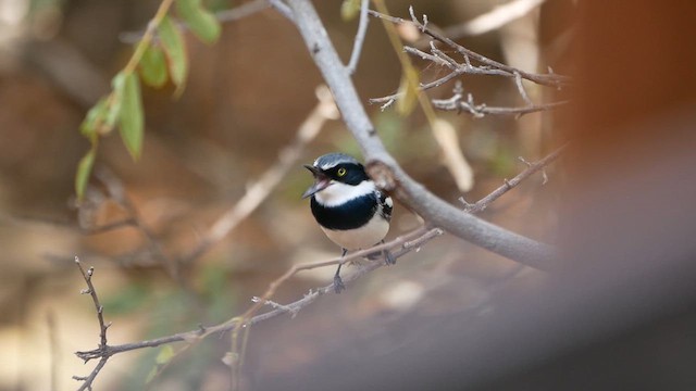 lesknáček obecný - ML622551790