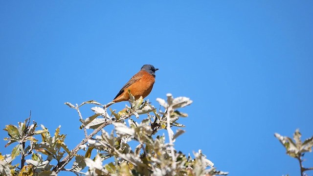 Cape Rock-Thrush - ML622551894