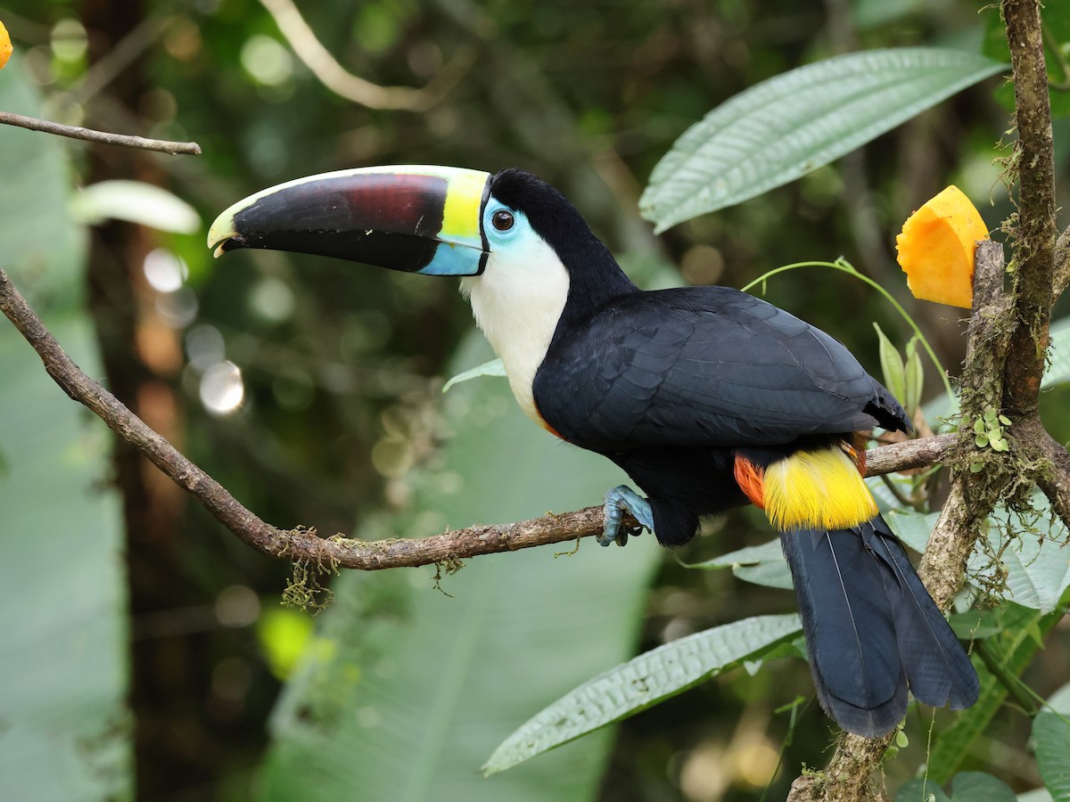 White-throated Toucan - ML622551918