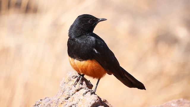 Mocking Cliff-Chat - ML622551959